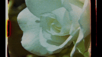 CraigRichardsCine love flower rose cine GIF