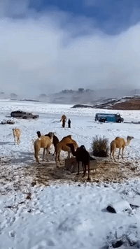 Camels Swap Sand for Snow as Winter Storm Blankets Northwest Saudi Arabia