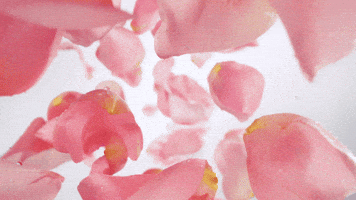 GIF by Helados Gelarti