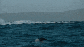 Discovery GIF by Shark Week