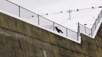 Snow Wow GIF by X Games