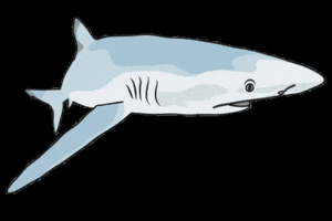 Orejademar shark marine predator tiburon GIF