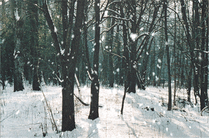 Photo gif. A wintry forest with tall, thin trees is blanketed with white snow during daylight as snowflakes fall towards us.