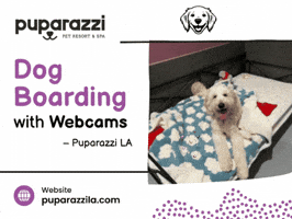 Dog Boarding Los Angeles Ca GIF
