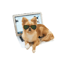 ペトコト Sticker