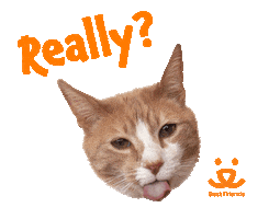 Cat Lol Sticker by Best Friends Animal Society