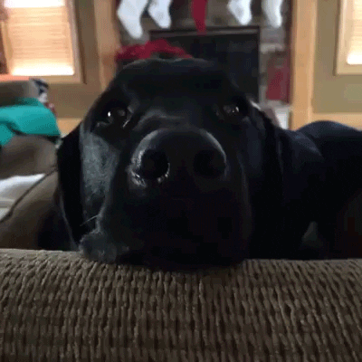 Shocked Dog GIF