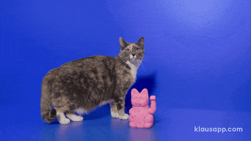 Cat GIF by Klaus