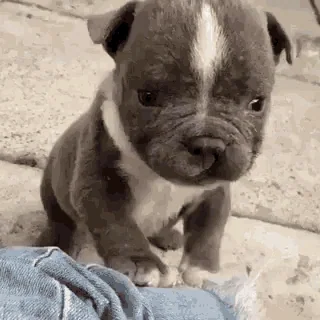 cute puppy GIF