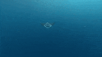 Whale Shark - Oceana