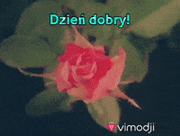 Dzien Dobry Gif By Vimodji Find Share On Giphy