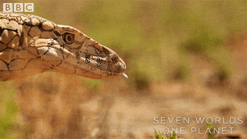 Never Ending Wow GIF by BBC Earth