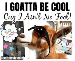 Im Cool GIF by Goatta Be Me Goats! Adventures of Pumpkin, Cookie and Java!