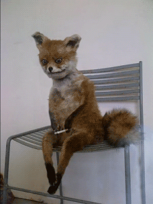 Giphy - fox GIF