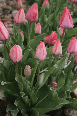 Spring Flowers GIFs - Get the best GIF on GIPHY