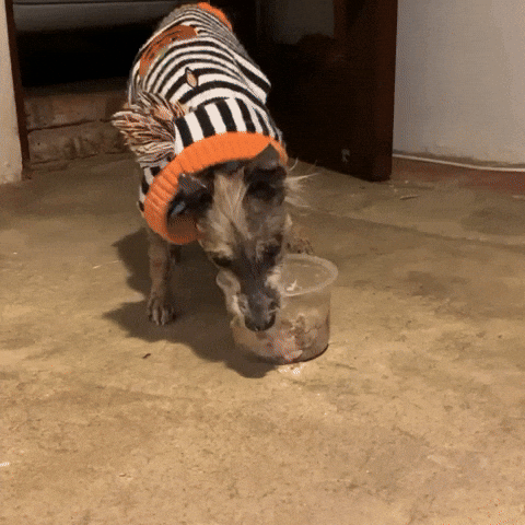 Los Adoptables A.C. GIF