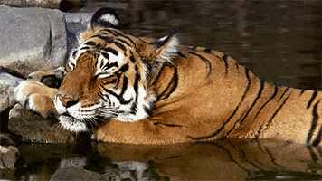sleep GIF