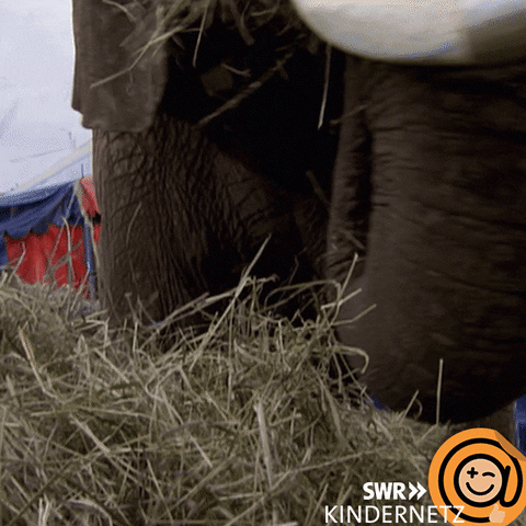 Hungry Show GIF by SWR Kindernetz