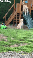 Dogs Funny Animals GIF by ViralHog