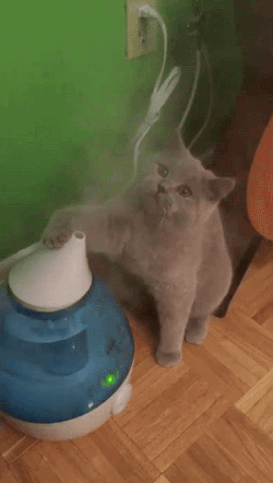 Cat Humidifier GIF - Find & Share on GIPHY