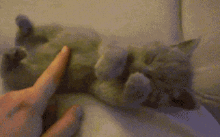 cat laying GIF