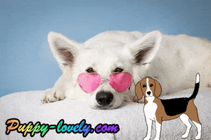 PuppyLovely cat heart dog shop GIF
