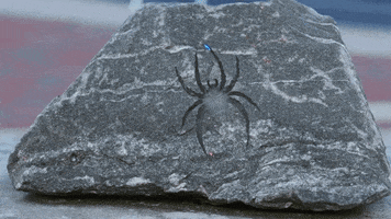 Spiderrock GIF by Richmond Spiders