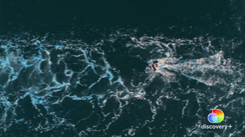 Discovery Breach GIF by Shark Week