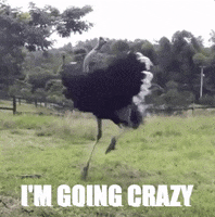 Ostriches Going Crazy GIF by chuber channel