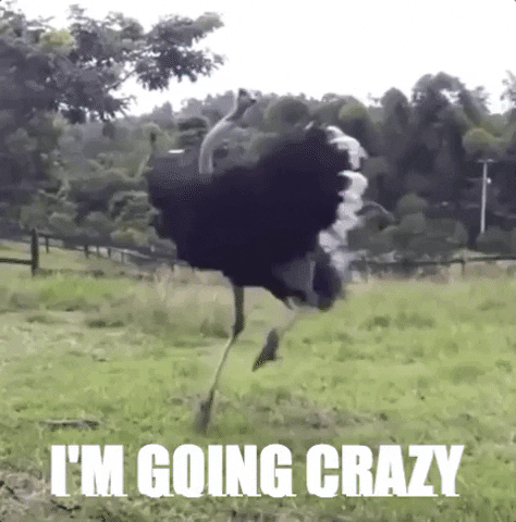 Wildlife gif. An ostrich runs around in circles going super fast and then slowing down like it made itself dizzy. Glitchy text on the bottom says, “I'm going crazy”