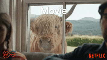Highland Cow Popcorn GIF by Virgin Media