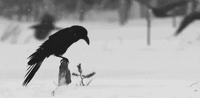 dark wings, dark words.— cuervos a attaroa bolton. 200_s