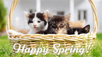 Cats Spring GIF by Sealed With A GIF