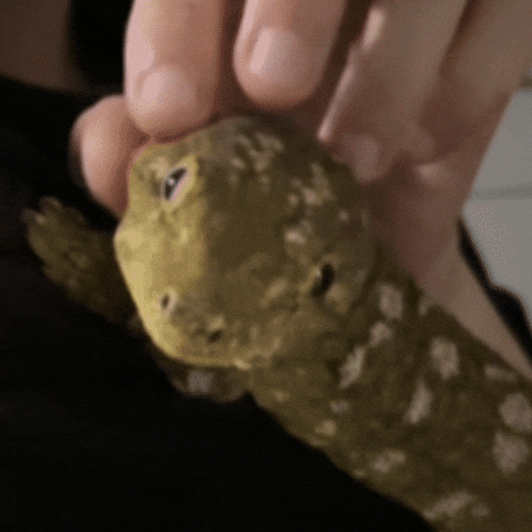 도마뱀 GIF
