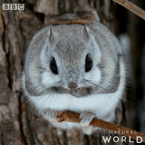 sorry wildlife GIF by BBC Earth