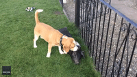 'Best of Friends': Puppy Can't Stop Licking Pig's Ear in Shropshire, UK