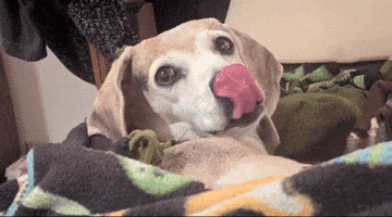Ginger The Beagle GIF
