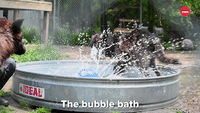 Wolf Pups In A Bubble Bath