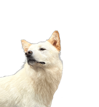 Dog 강아지 Sticker