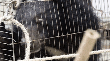 Bear Cub GIF by Animals Asia