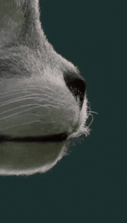 Testes GIF
