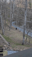 Bears Scratching Back GIF by Storyful