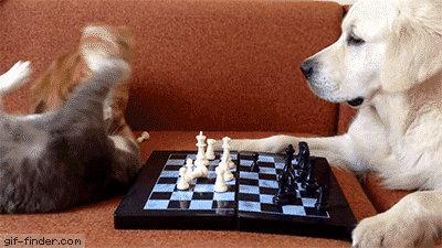 patient golden retriever playing chess with two crazy cats