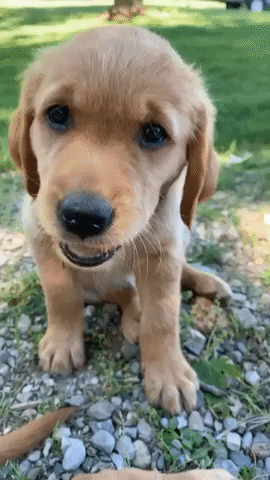 Golden Retriever Puppy GIF by healthybud - Find & Share on GIPHY