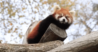 Woodlandparkzoo animals adorable cute animals red panda GIF