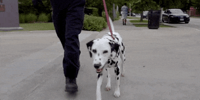 Chicago Fire Dog GIF by Wolf Entertainment