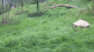 Big Cat GIF by Zoo Knoxville
