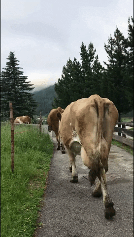 milk cow GIF by holimites