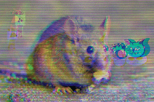 cg GIF