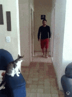 Cat Boom GIF by Xbox